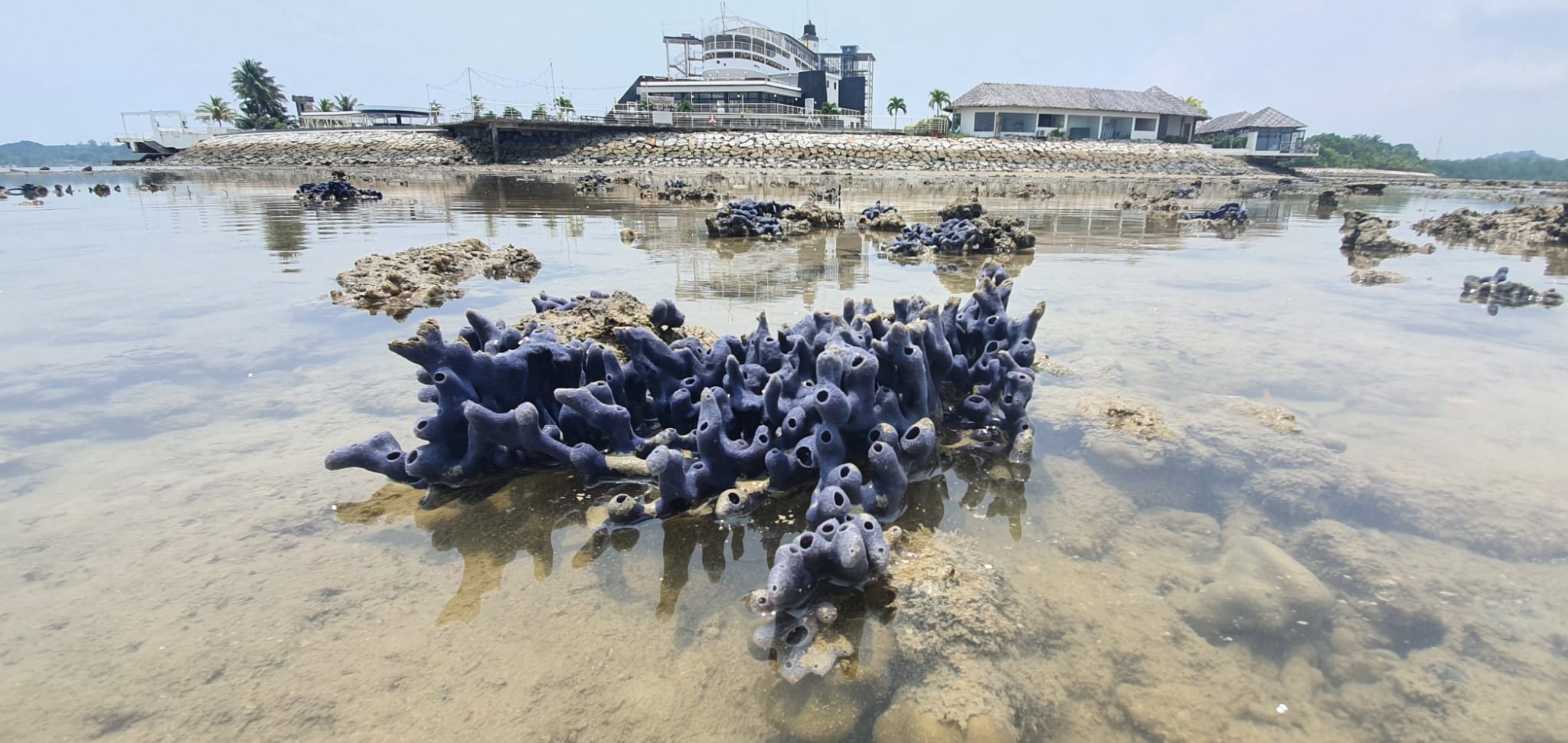 Mudflat Eco Walk